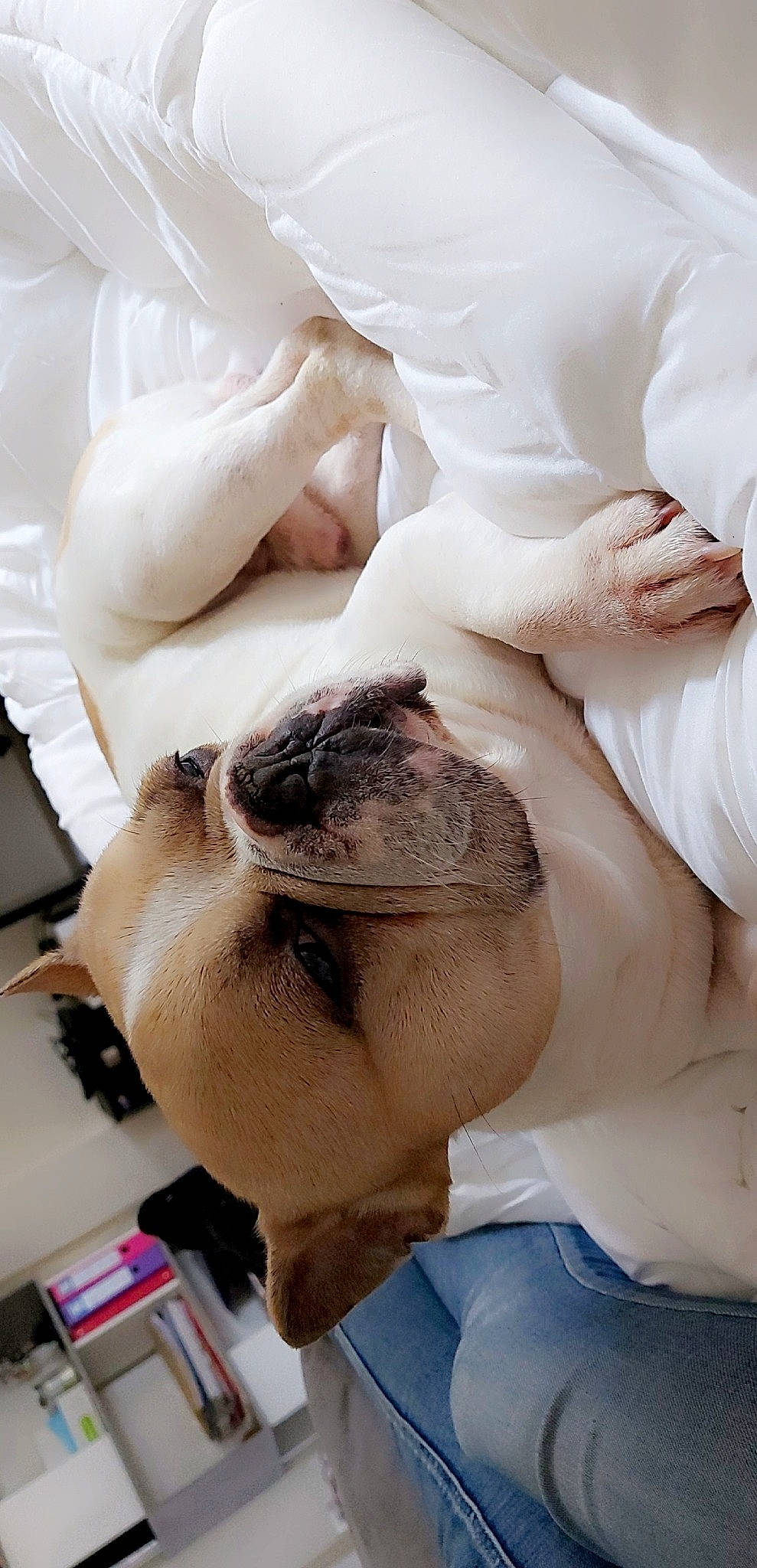 Hulk a rejoint le concours — aidez-le/la à gagner de superbes lots ! blond, bridal_accessory, bun, chest, child, comfort, dress, ear, elbow, eyelash, gesture, happy, jaw, joint, lip, neck, shoulder, skin, white, wrist