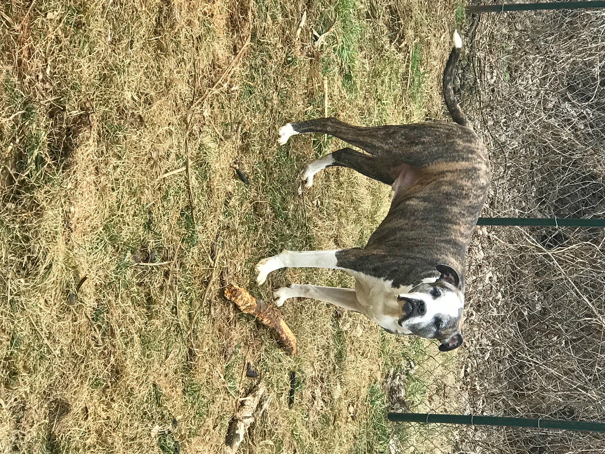 Mr. Zeke is registered to the contest to win money with this photo: canidae, carnivore, companion_dog, dog, dog_breed, fawn, grass, plant, rampur_greyhound, seabird, sighthound, snout, soil, sporting_group, tail, terrestrial_animal, tree, trunk, vertebrate, wood