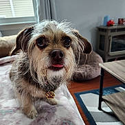 Daisy is registered to the contest to win money with this photo: animal, blanket, carpet, collar, cozy, curtains, cute, dog, fur, furniture, indoor, living_room, paw_tag, pet, portrait, small_dog, table, tongue_out, window, wood_floor