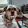 animal, blanket, carpet, collar, cozy, curtains, cute, dog, fur, furniture, indoor, living_room, paw_tag, pet, portrait, small_dog, table, tongue_out, window, wood_floor