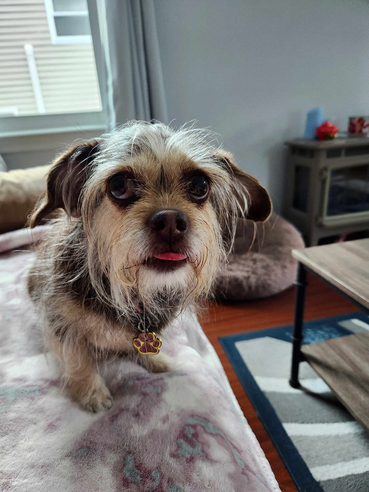 Daisy