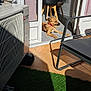 Libertad a rejoint le concours — aidez-le/la à gagner de superbes lots ! dog, brown_dog, red_collar, sunlight, indoor, outdoor, chair, buddha_statue, air_conditioner, grass, tile_floor, doorway, shadow, relaxing_dog, pet, home, furniture, window, daylight, floor