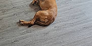 Libertad a rejoint le concours — aidez-le/la à gagner de superbes lots ! dog, lying, floor, wooden_floor, indoor, chair, table, plastic_cover, furniture, relaxed, sleeping, brown_dog, collar, quiet, home, domestic, calm, resting, living_room, modern