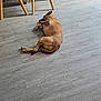 dog, lying, floor, wooden_floor, indoor, chair, table, plastic_cover, furniture, relaxed, sleeping, brown_dog, collar, quiet, home, domestic, calm, resting, living_room, modern
