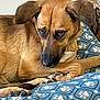Libertad a rejoint le concours — aidez-le/la à gagner de superbes lots ! dog, brown_dog, paw_prints, cushion, indoor, pet, resting, animal, fur, ears, snout, closeup, comfort, cute, sleepy, domestic, relaxed, bed, household, portrait