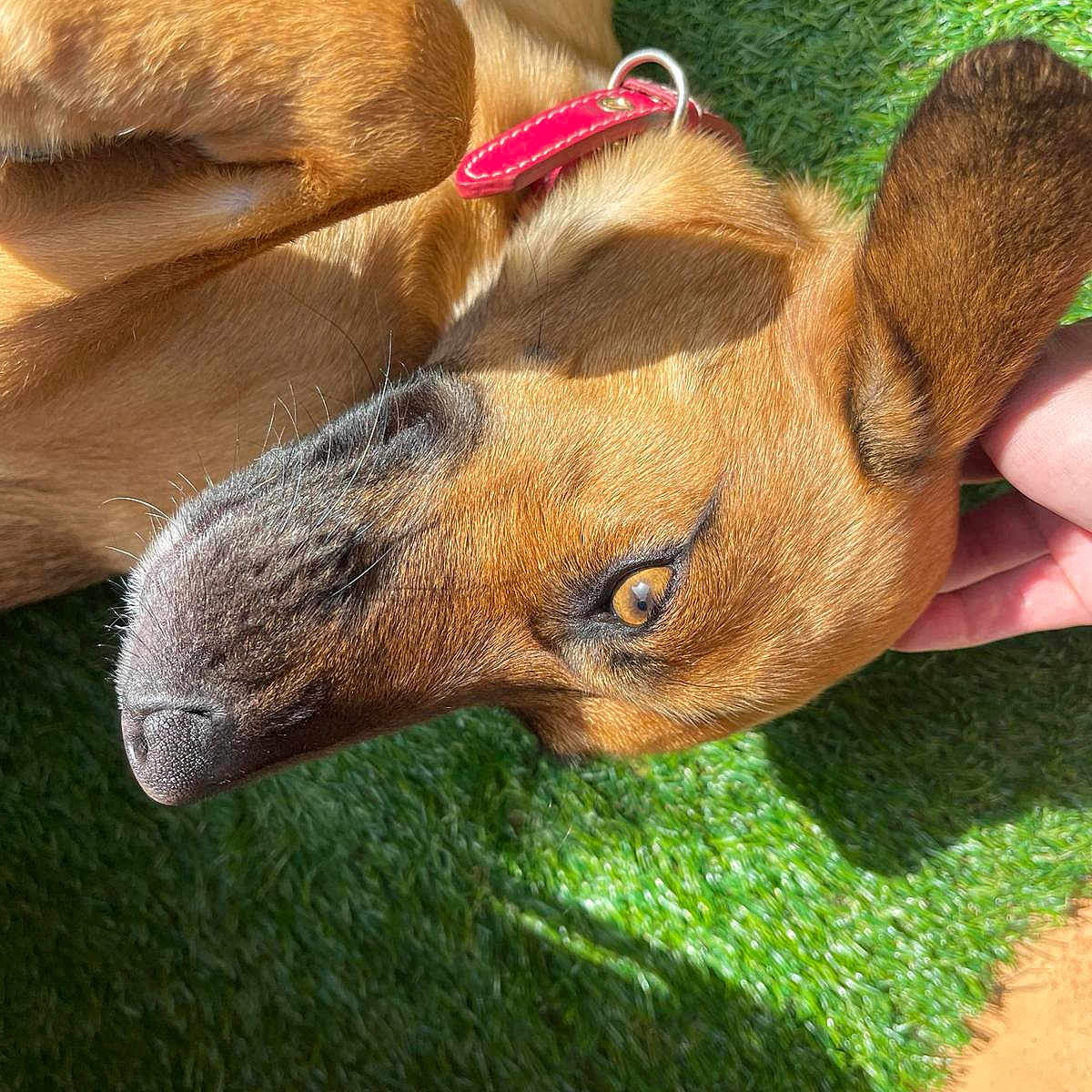 Libertad participe au concours pour gagner de l'argent avec cette photo : affection, animal, artificial_grass, brown_dog, canine, close_up, collar, dog, ear, eye, grass, hand, lying_down, nose, outdoor, paw, pet, red_collar, relaxed, sunlight