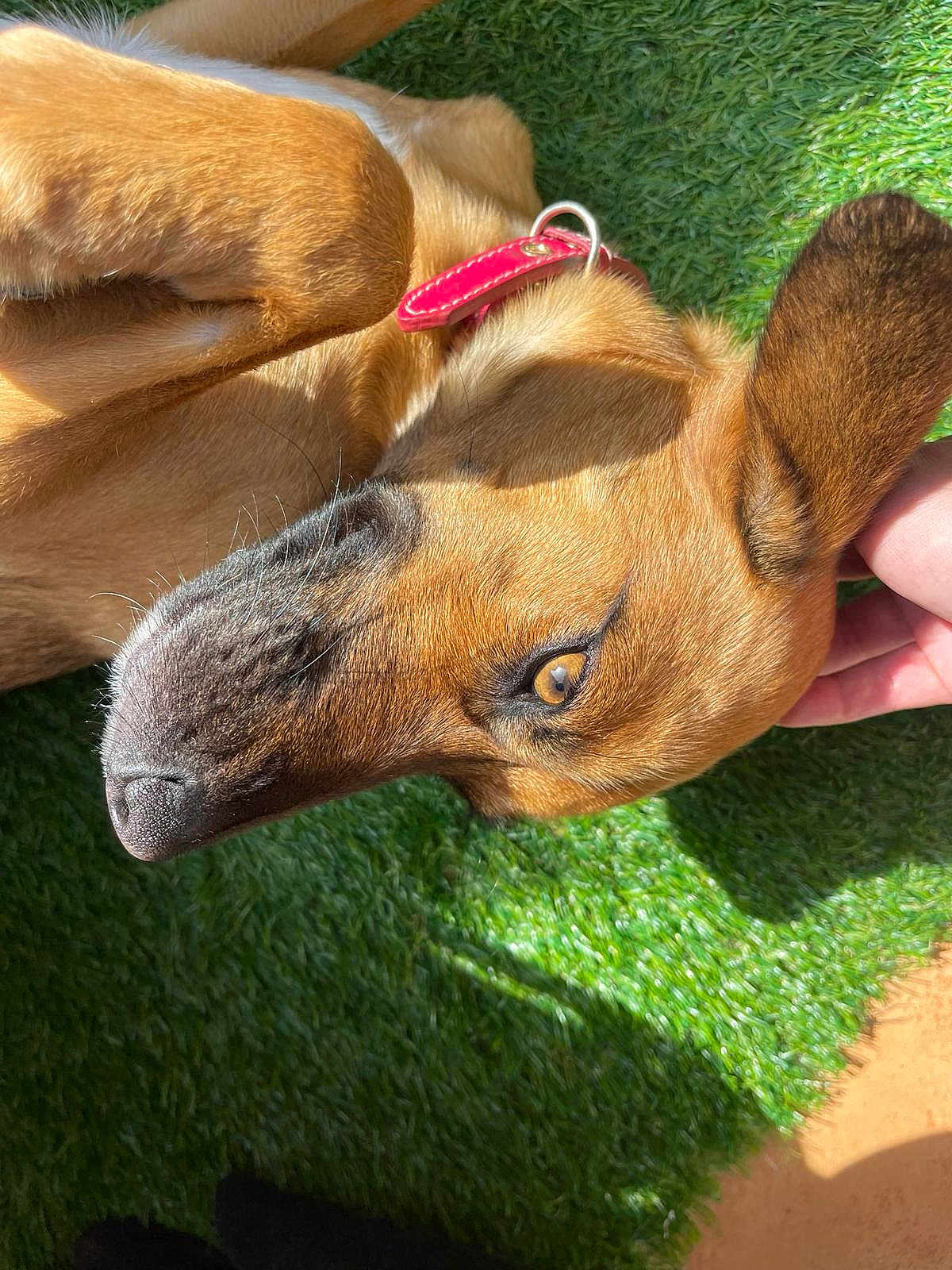 Libertad participe au concours pour gagner de l'argent avec cette photo : dog, brown_dog, collar, ear, nose, eye, grass, artificial_grass, paw, pet, animal, close_up, outdoor, sunlight, relaxed, lying_down, hand, affection, red_collar, canine