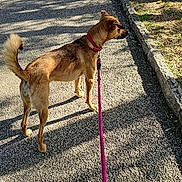 Libertad a rejoint le concours — aidez-le/la à gagner de superbes lots ! dog, leash, brown_dog, pavement, shadow, sunlight, grass, tree_stump, outdoor, pet, animal, walking, nature, side_view, daytime, curious, canine, collar, park, leash_hold