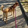 dog, leash, brown_dog, pavement, shadow, sunlight, grass, tree_stump, outdoor, pet, animal, walking, nature, side_view, daytime, curious, canine, collar, park, leash_hold