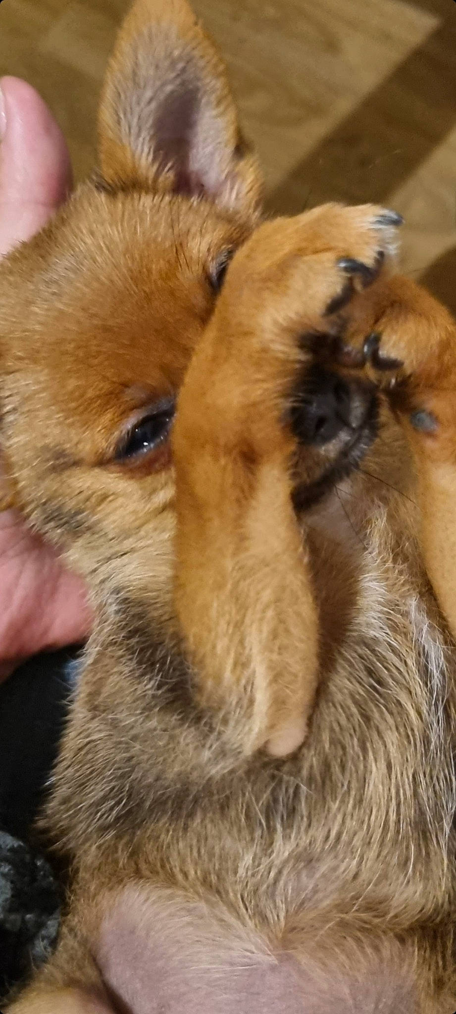 Tesla participe au concours pour gagner de l'argent avec cette photo : canidae, carnivore, claw, close_up, companion_dog, dog, dog_breed, ear, fawn, felidae, fur, liver, paw, puppy, snout, sporting_group, terrestrial_animal, toy_dog, whiskers, working_animal