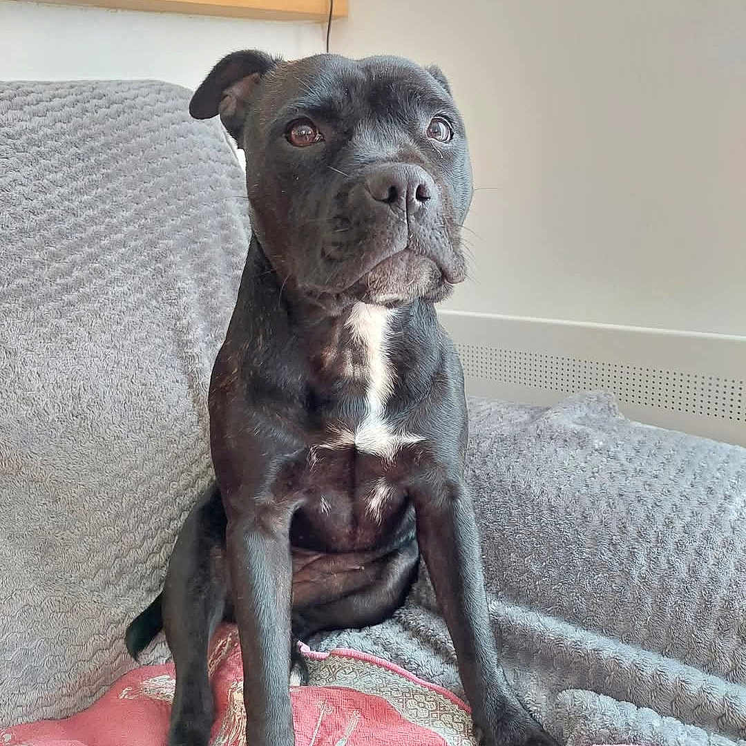 Aloa a rejoint le concours — aidez-le/la à gagner de superbes lots ! animal, bed, bedroom, blanket, bostonbull, boxer, bulldog, canine, cushion, dog, frenchbulldog, furniture, homedecor, indoors, labradorretriever, pet, pitbull, puppy, room, snout