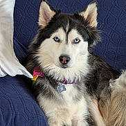 Kyra is registered to the contest to win money with this photo: dog, husky, blue_eyes, collar, tags, fur, pet, indoor, couch, blanket, white, black, relaxed, animal, canine, portrait, laying, furniture, domestic, companion