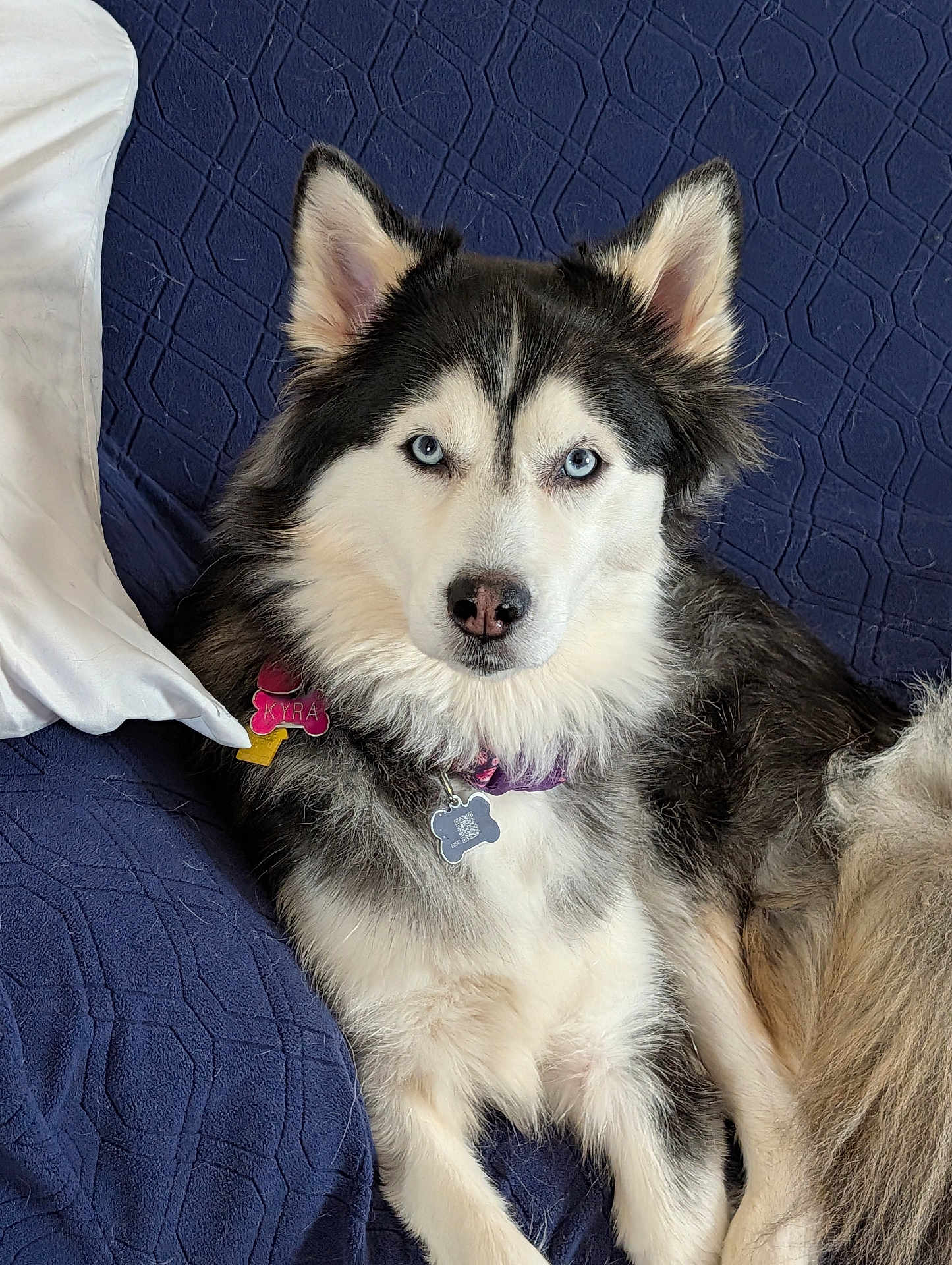 Kyra is registered to the contest to win money with this photo: dog, husky, blue_eyes, collar, tags, fur, pet, indoor, couch, blanket, white, black, relaxed, animal, canine, portrait, laying, furniture, domestic, companion