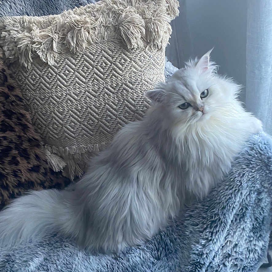 Simba participe au concours pour gagner de l'argent avec cette photo : animal, blanket, cat, comfort, cozy, cute, domestic_animal, feline, fluffy, fur, home, indoor, laying_down, pet, pillow, relaxed, resting, soft_texture, white_cat, window