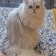 Simba a rejoint le concours — aidez-le/la à gagner de superbes lots ! cat, fluffy, white_cat, gray_cat, pet, indoor, bed, bedspread, patterned, curtains, feline, animal, sitting, looking, eyes, tail, soft_fur, cute, curious, domestic