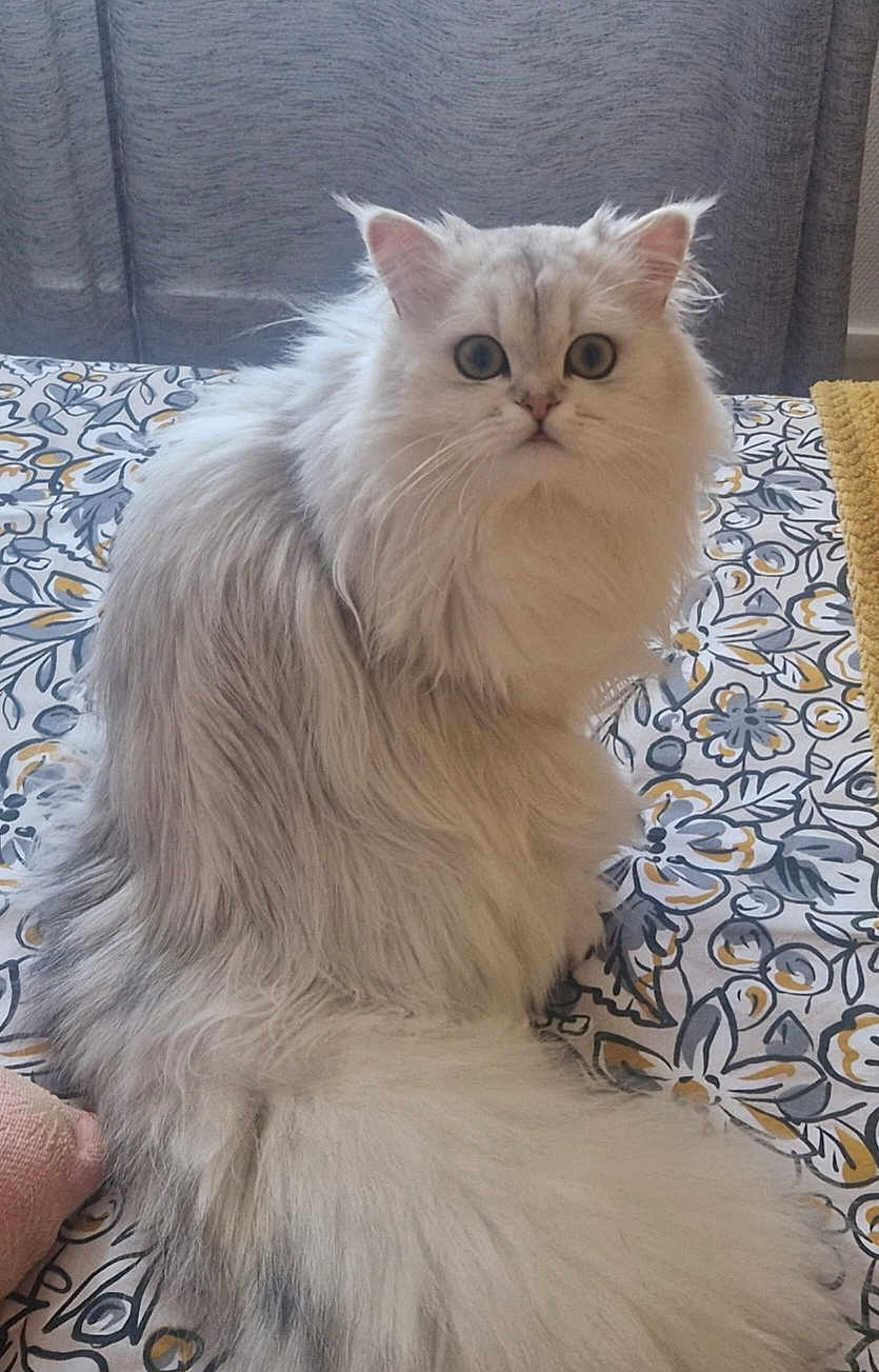 Simba a rejoint le concours — aidez-le/la à gagner de superbes lots ! cat, fluffy, white_cat, gray_cat, pet, indoor, bed, bedspread, patterned, curtains, feline, animal, sitting, looking, eyes, tail, soft_fur, cute, curious, domestic