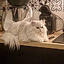 Simba participe au concours pour gagner de l'argent avec cette photo : animal, appliance, cat, coffee_machine, countertop, cozy, cute, domestic, feline, fluffy, household, indoor, kitchen, long_hair, modern_kitchen, pet, resting, table, tile_backsplash, white_cat