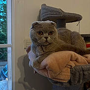Ace a rejoint le concours — aidez-le/la à gagner de superbes lots ! cat, scottish_fold, gray_cat, pet, indoor, cat_tree, blanket, window, furniture, relaxed, animal, cute, cozy, soft_texture, orange_eyes, domestic_cat, resting, mammal, feline, house_pet