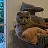 animal, blanket, cat, cat_tree, cozy, cute, domestic_cat, feline, furniture, gray_cat, house_pet, indoor, mammal, orange_eyes, pet, relaxed, resting, scottish_fold, soft_texture, window