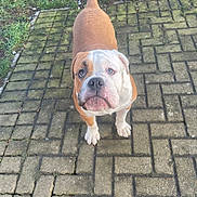Jessica Mcginness joined the competition — help win amazing prizes! animal, brick, bulldog, canine, curious, cute, dog, ears, expression, face, fur, legs, looking_up, moss, outdoor, pavement, pet, puppy, snout, tail
