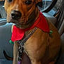 Aika a rejoint le concours — aidez-le/la à gagner de superbes lots ! animal, brown_dog, chain_collar, closeup, cute, dog, domestic_animal, elf_hat, festive, holiday, indoor, leash, looking_at_camera, pet, portrait, red_collar, seat, sitting, vehicle_interior, window