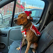 Aika a rejoint le concours — aidez-le/la à gagner de superbes lots ! brown, calm, canine, cape, car, collar, dog, festive, holiday, inside, leash, pet, red, resting, santa_hat, seat, urban, vehicle, white, window