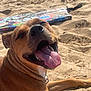 Aika participe au concours pour gagner de l'argent avec cette photo : animal, beach, boogie_board, canine, closeup, collar, daylight, dog, happy, outdoor, pet, playful, recreation, relaxed, sand, smiling, summer, sunny, tongue, tongue_out