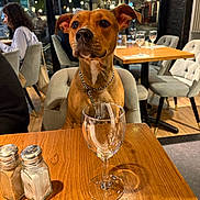Aika a rejoint le concours — aidez-le/la à gagner de superbes lots ! dog, restaurant, table, wine_glass, salt_shaker, pepper_shaker, chain_collar, chair, wooden_table, indoor, people, window, night, casual, dining, glassware, pet, leash, fur, muzzle