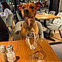 dog, restaurant, table, wine_glass, salt_shaker, pepper_shaker, chain_collar, chair, wooden_table, indoor, people, window, night, casual, dining, glassware, pet, leash, fur, muzzle