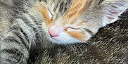 Chubbs is registered to the contest to win money with this photo: kitten, sleeping, cat, fur, close_up, cozy, blanket, orange_fur, tabby, whiskers, pet, companion, cute, animal, domestic_cat, resting, soft_fur, peaceful, young, feline