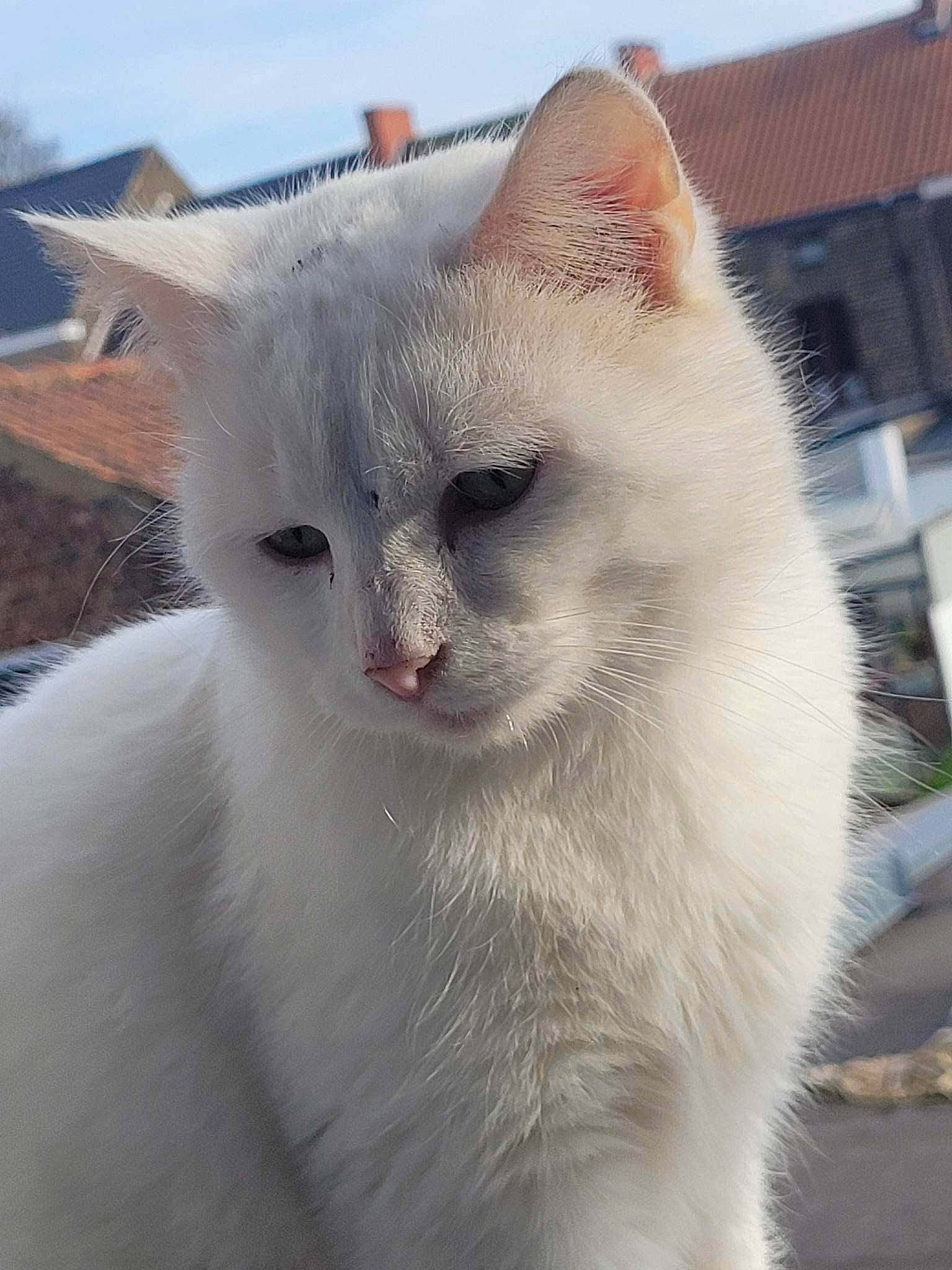 Flocon participe au concours pour gagner de l'argent avec cette photo : carnivore, cat, domestic_short_haired_cat, eye, felidae, fur, head, sky, small_to_medium_sized_cats, snout, terrestrial_animal, whiskers