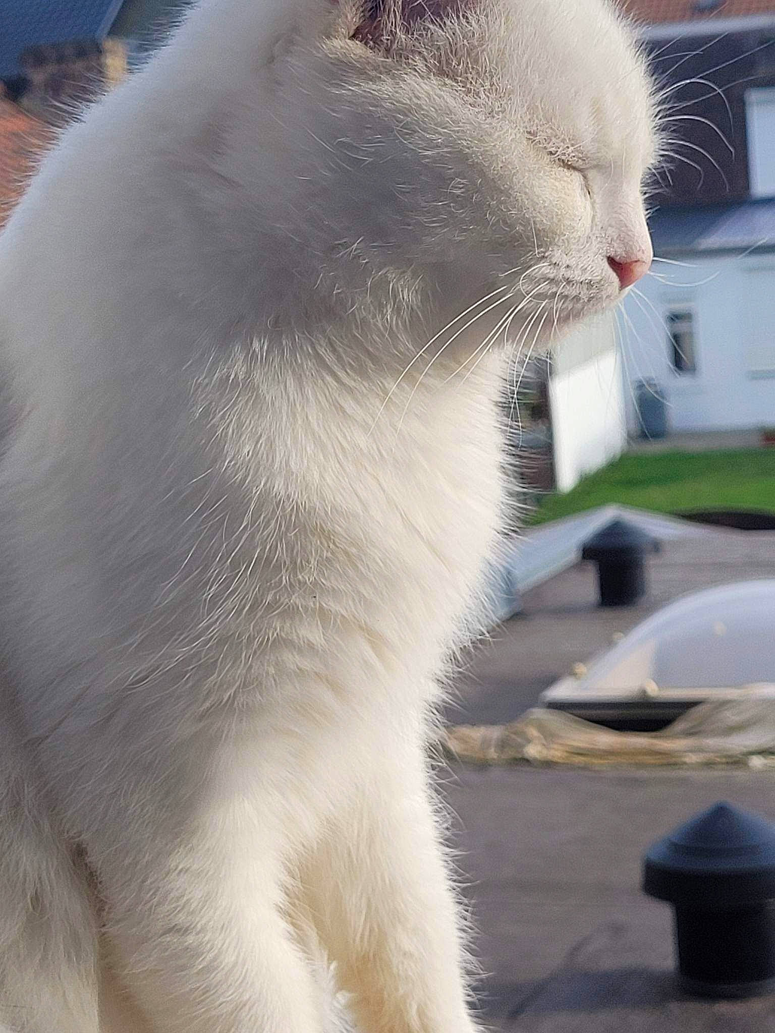 Flocon participe au concours pour gagner de l'argent avec cette photo : carnivore, cat, claw, collar, domestic_short_haired_cat, fang, felidae, fur, paw, plant, small_to_medium_sized_cats, snout, tail, terrestrial_animal, thai, whiskers, wildlife, window, yawn