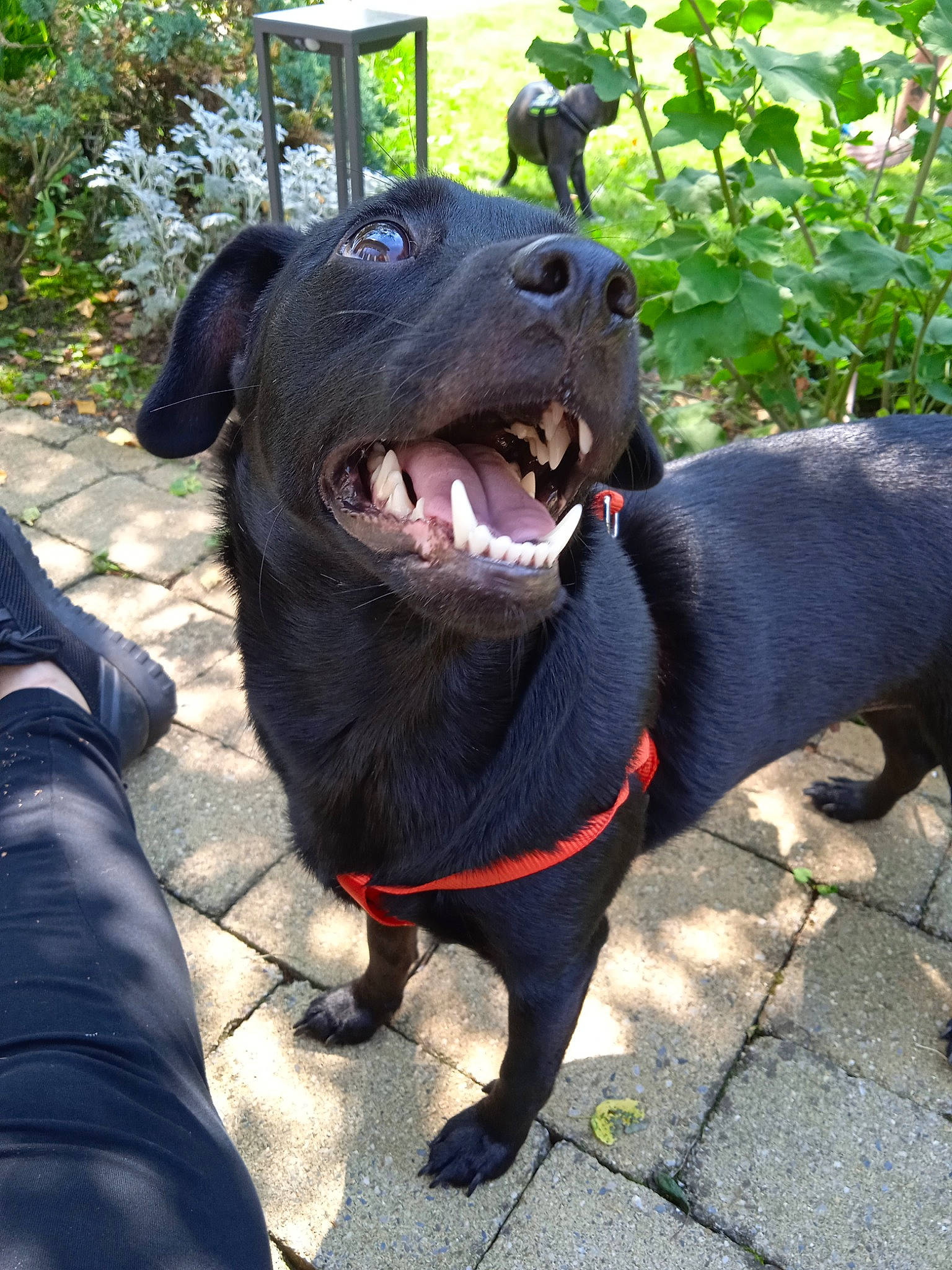 Poupette participe au concours pour gagner de l'argent avec cette photo : borador, canidae, carnivore, collar, companion_dog, dog, dog_breed, dog_collar, fashion_accessory, fawn, guard_dog, leash, pet_supply, plant, smile, snout, sporting_group, whiskers, working_animal, working_dog