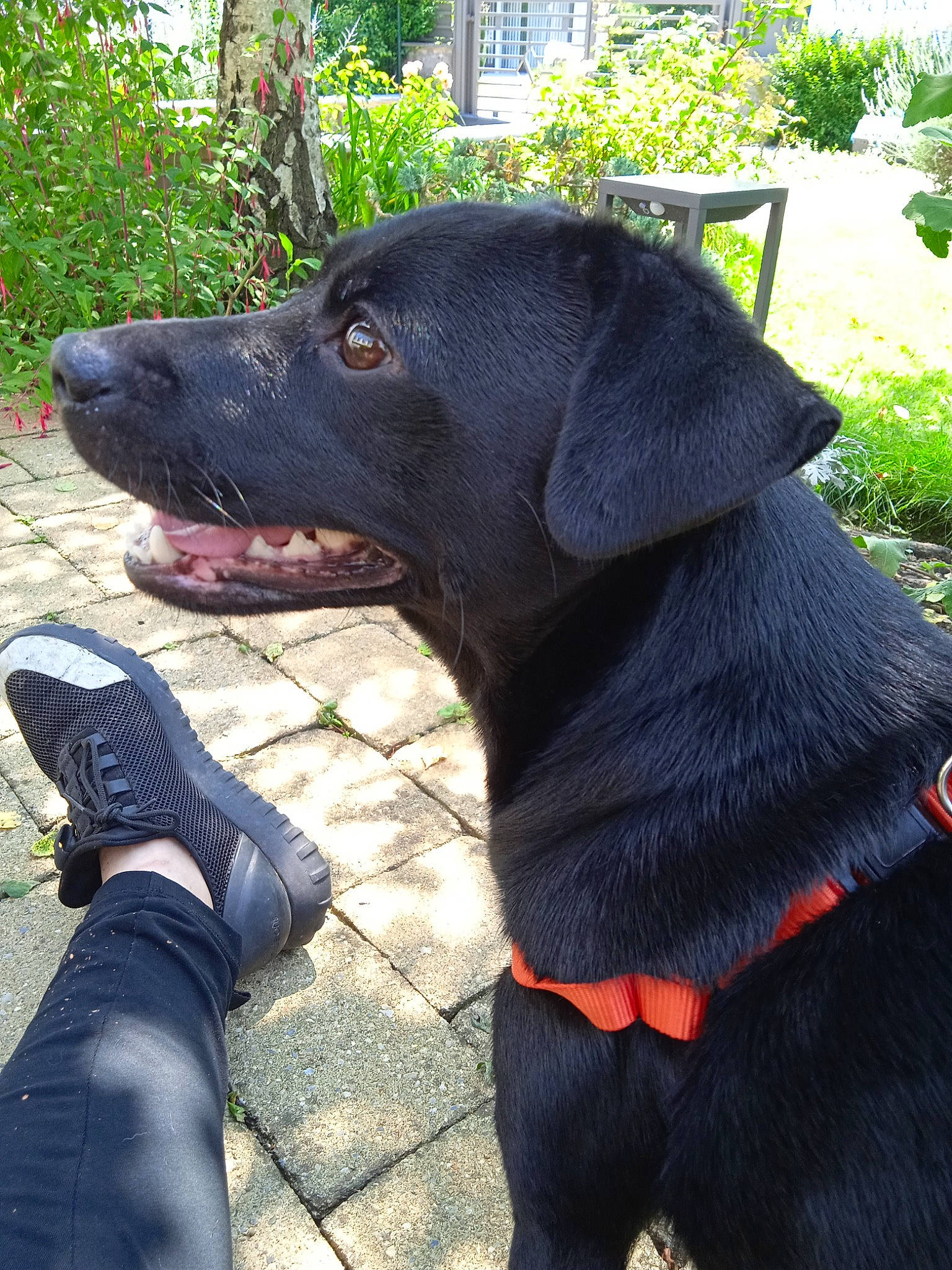 Poupette participe au concours pour gagner de l'argent avec cette photo : borador, canidae, carnivore, collar, companion_dog, dog, dog_breed, dog_collar, dog_supply, fashion_accessory, fur, gun_dog, leash, pet_supply, plant, snout, sporting_group, tree, working_animal, working_dog