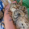 cat, kitten, sleeping, tabby, paw, fur, person, arm, tattoo, blanket, cozy, resting, cute, pet, indoor, relaxed, closeup, feline, nap, comfort