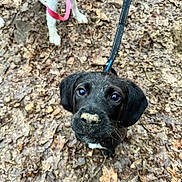 Dart is registered to the contest to win money with this photo: dog, puppy, black_dog, leash, forest_floor, dirt, leaves, outdoor, animal, pet, curious, close_up, nature, walking, canine, muddy, two_dogs, playful, young_dog, looking_up