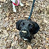 dog, puppy, black_dog, leash, forest_floor, dirt, leaves, outdoor, animal, pet, curious, close_up, nature, walking, canine, muddy, two_dogs, playful, young_dog, looking_up