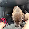 puppy, dog, car_interior, seat, floor, hand, bag, brown, cute, pet, animal, leash, human, sitting, looking_down, closeup, indoor, car, furry, companion