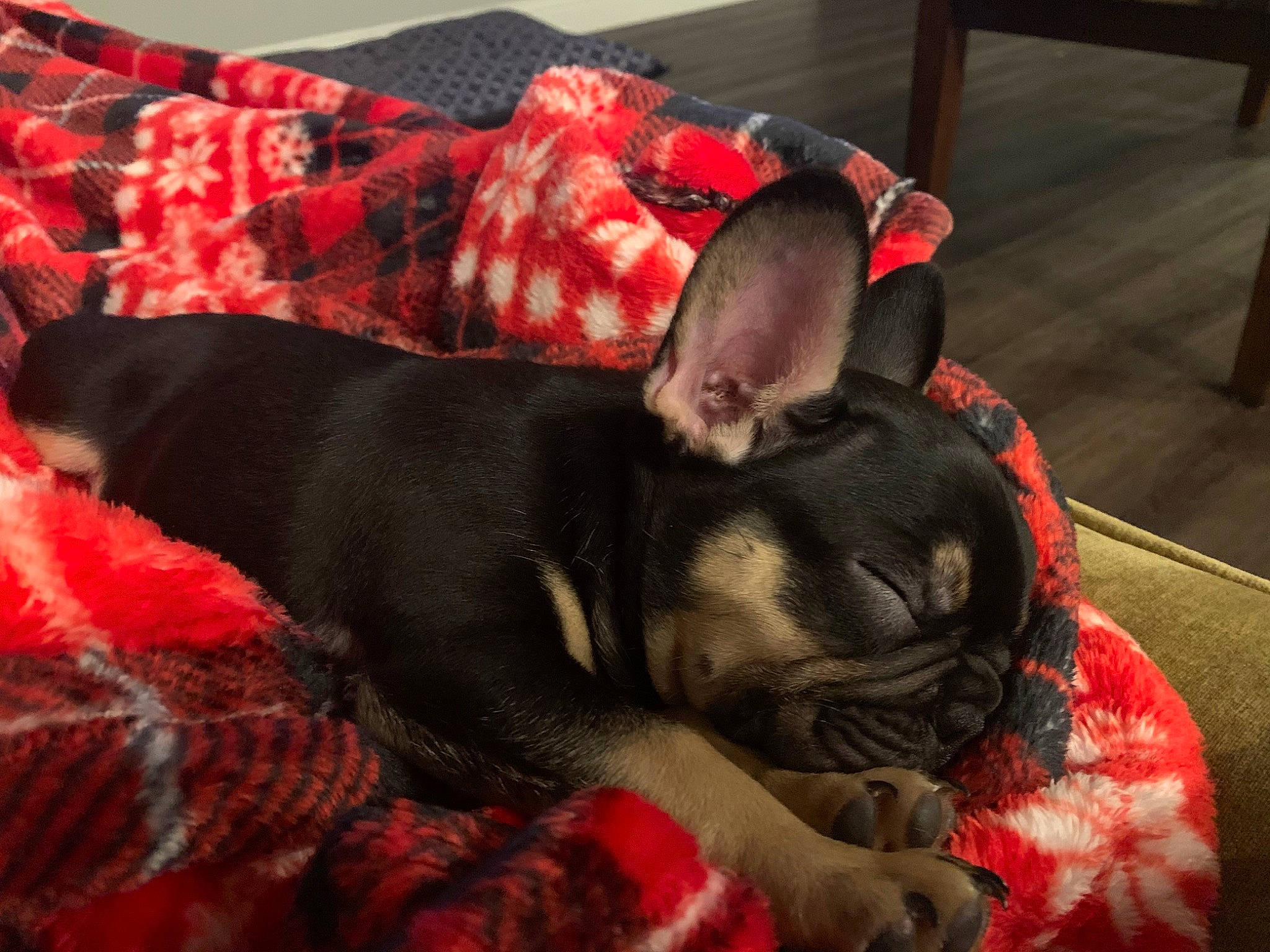 Bob joined the competition — help win amazing prizes! boston_terrier, canidae, carnivore, companion_dog, dog, dog_breed, ear, fawn, french_bulldog, fur, linens, mammal, nap, non_sporting_group, paw, puppy, puppy_love, snout, vertebrate, whiskers