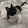 Néro a rejoint le concours — aidez-le/la à gagner de superbes lots ! animal, bedroom, black_and_white, blanket, cat, comfort, curious, cute, domestic, feline, fur, indoor, pet, relaxed, resting, side_view, sleepy, soft, texture, whiskers