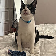 Néro participe au concours pour gagner de l'argent avec cette photo : alert, animal, bed, bedroom, black_and_white, cat, collar, curious, cute, domestic_cat, feline, fur, indoor, mirror, pet, potted_plant, scrunchie, seated, whiskers, white_bedspread