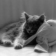 Prince participe au concours pour gagner de l'argent avec cette photo : animal, black_and_white, cat, closeup, comfort, cozy, cuddle, cute, feline, fur, indoor, kitten, pet, plush_toy, relaxation, resting, sleeping, soft, stuffed_animal, young_cat