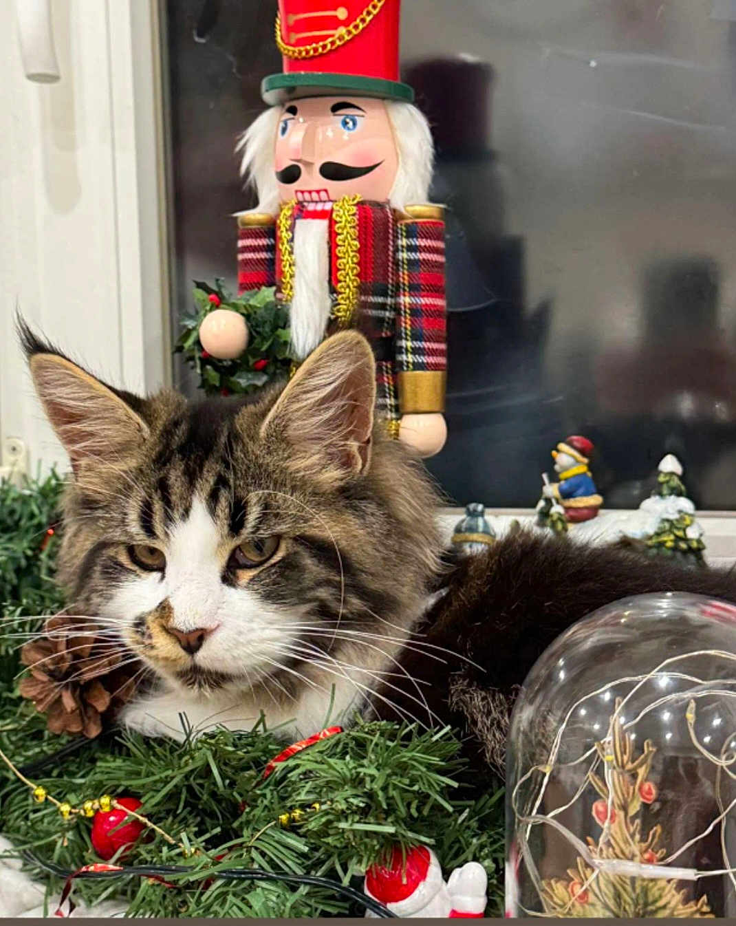 Aro a rejoint le concours — aidez-le/la à gagner de superbes lots ! cat, tabby_cat, christmas_decorations, nutcracker, pine_cone, greenery, red_berries, glass_dome, miniature_tree, holiday, festive, indoor, window, decor, fluffy, animal, pet, close_up, relaxing, ornament