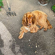 Moka participe au concours pour gagner de l'argent avec cette photo : dog, golden_brown, long_fur, wavy_fur, lying_down, garden, dirt, soil, gardening_tools, pitchfork, plants, greenery, outdoor, pet, animal, looking_at_camera, calm, relaxed, daylight, nature