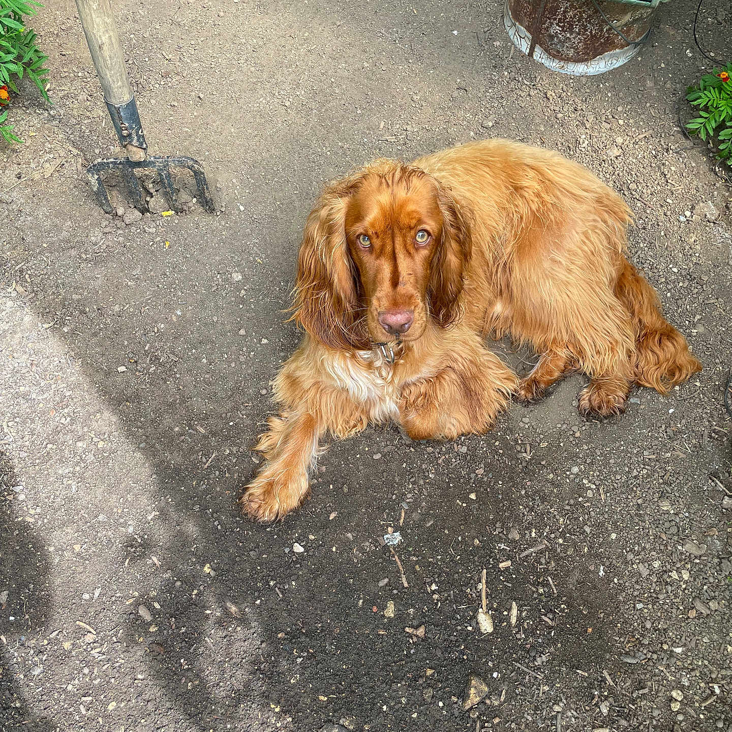 Moka participe au concours pour gagner de l'argent avec cette photo : animal, calm, daylight, dirt, dog, garden, gardening_tools, golden_brown, greenery, long_fur, looking_at_camera, lying_down, nature, outdoor, pet, pitchfork, plants, relaxed, soil, wavy_fur
