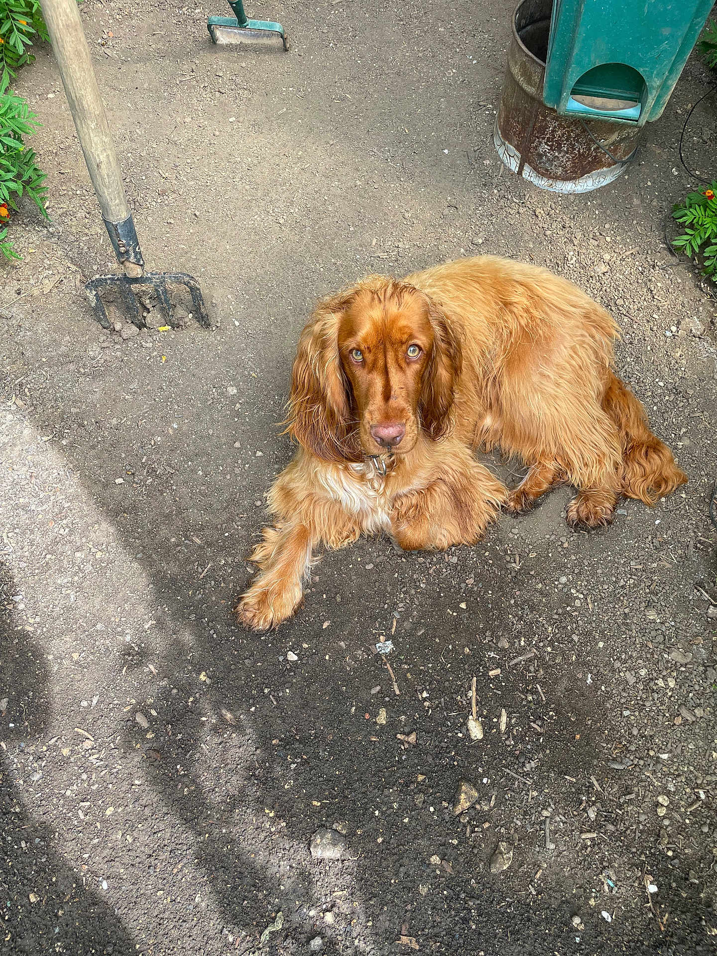 Moka participe au concours pour gagner de l'argent avec cette photo : dog, golden_brown, long_fur, wavy_fur, lying_down, garden, dirt, soil, gardening_tools, pitchfork, plants, greenery, outdoor, pet, animal, looking_at_camera, calm, relaxed, daylight, nature