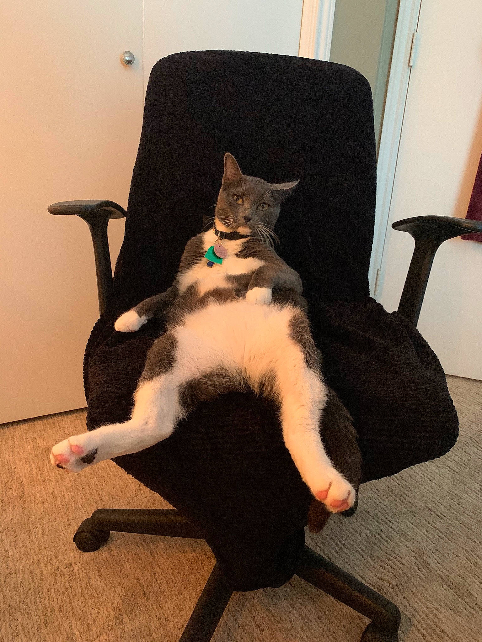 Harry is registered to the contest to win money with this photo: bag, carnivore, cat, chair, comfort, eye, felidae, floor, flooring, fur, furniture, hardwood, head, lap, leg, small_to_medium_sized_cats, tail, thigh, whiskers, wood