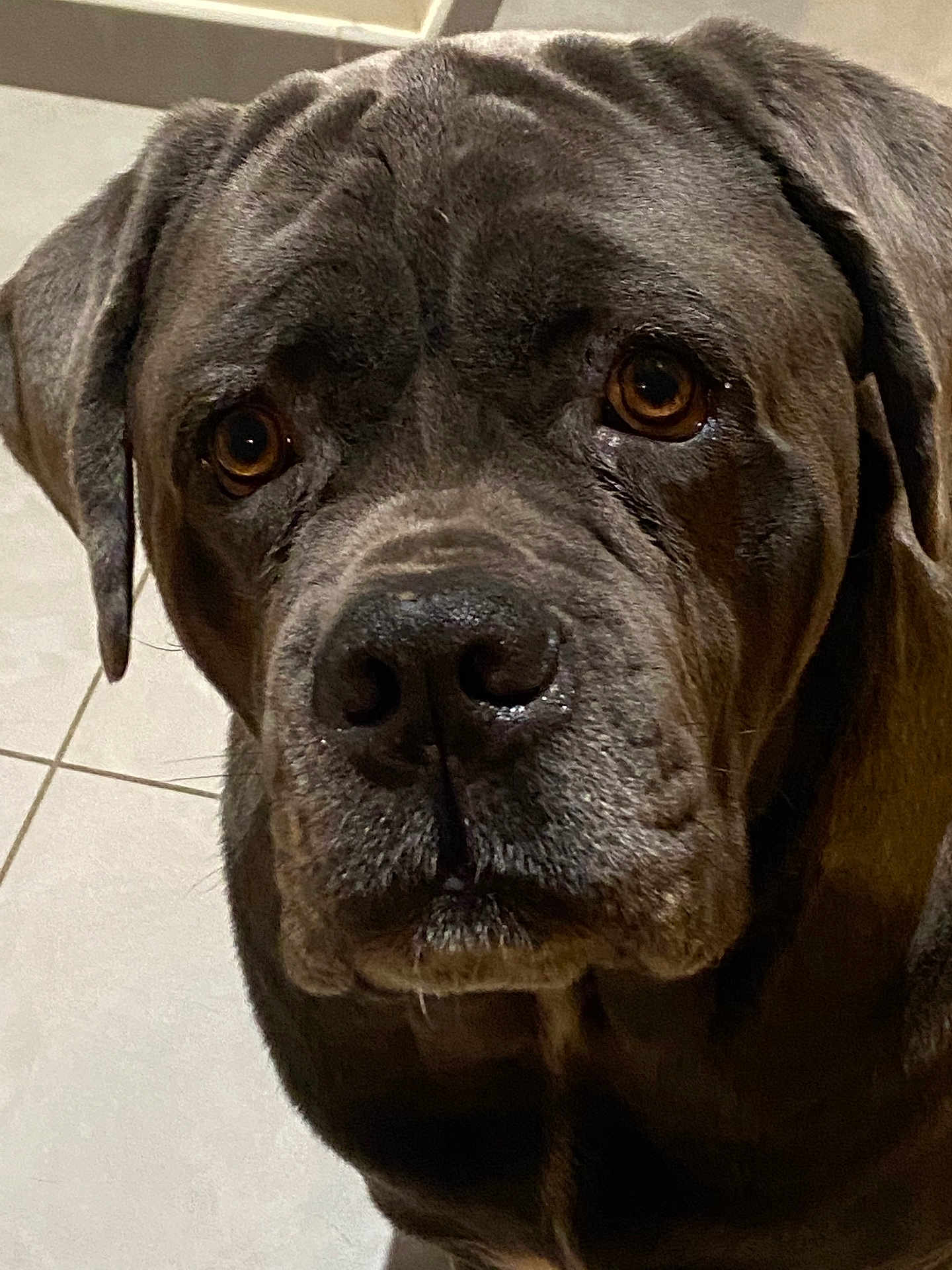 Dodge participe au concours pour gagner de l'argent avec cette photo : animal, brown_eyes, canine, close_up, companion, cute, dog, domestic, ears, face, floor, friendly, fur, indoor, large_dog, looking, muzzle, pet, portrait, wrinkles