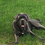 Dodge participe au concours pour gagner de l'argent avec cette photo : animal, canine, companion, deck, dog, grass, greenery, happy, large_dog, lawn, mammal, nature, outdoor, pet, relaxed, resting, summer, sunlight, tongue_out, wood