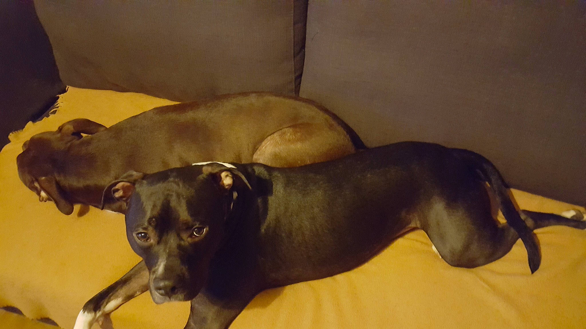 Crunch participe au concours pour gagner de l'argent avec cette photo : canidae, carnivore, dog, dog_breed, fawn, greyhound, italian_greyhound, lurcher, mammal, snout, vertebrate